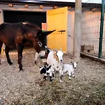 Agriturismo Al *