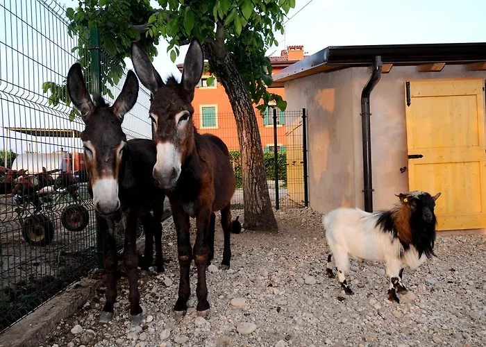 Lantställe Al Barco *